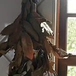 Casa Idilica Homestay Horta (Azores)