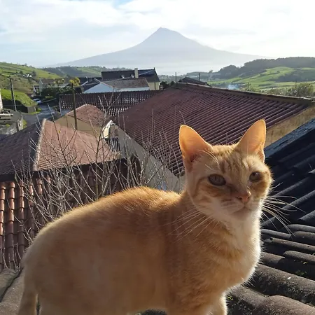 Homestay Casa Idilica Horta (Azores)