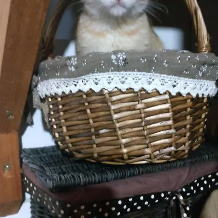 Casa Idilica בית אירוח *