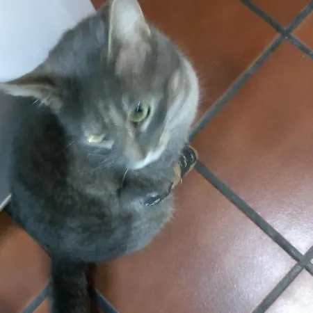 Alloggio in famiglia Casa Idilica *